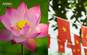 Hoa sen là quốc hoa của Việt Nam